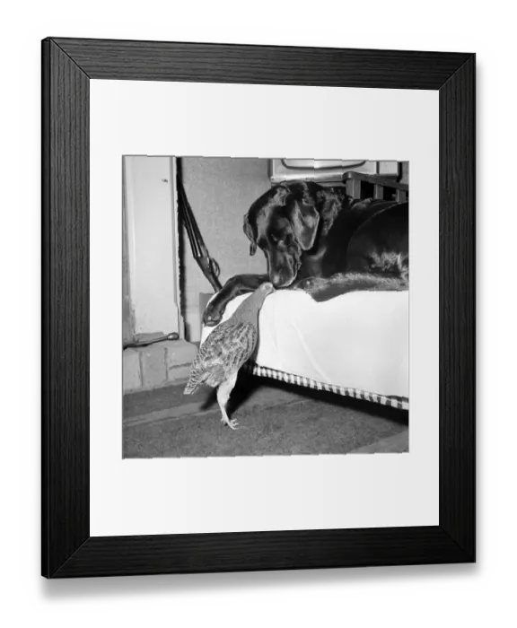 Framed Print : Animal: Friendship: Partridge and labrador. November 1963 A988-010 Framed Print : Animal: Friendship: Partridge and labrador. November 1963 A988-010