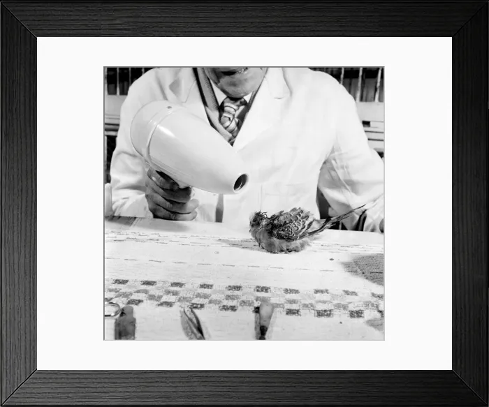 Framed Print : Budgerigar gets beauty treatment at a Slough pet store. March 1958 A684-004 Framed Print : Budgerigar gets beauty treatment at a Slough pet store. March 1958 A684-004