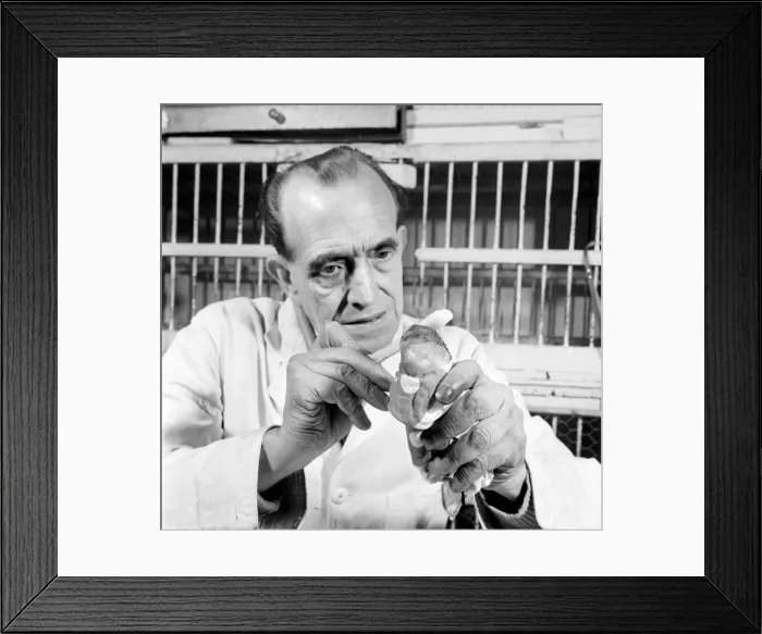 Framed Print : Budgerigar gets beauty treatment at a Slough pet store. March 1958 A684-002