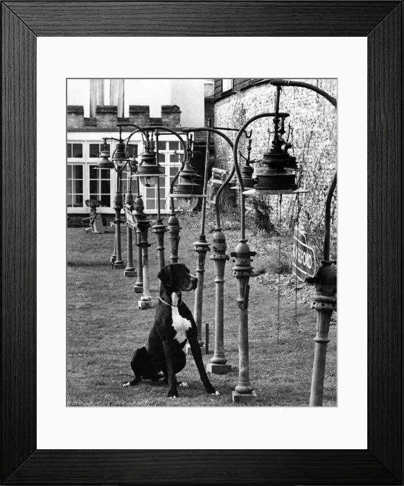 Framed Print : A dog sitting amongst the garden ornaments at his owners home November 1959
