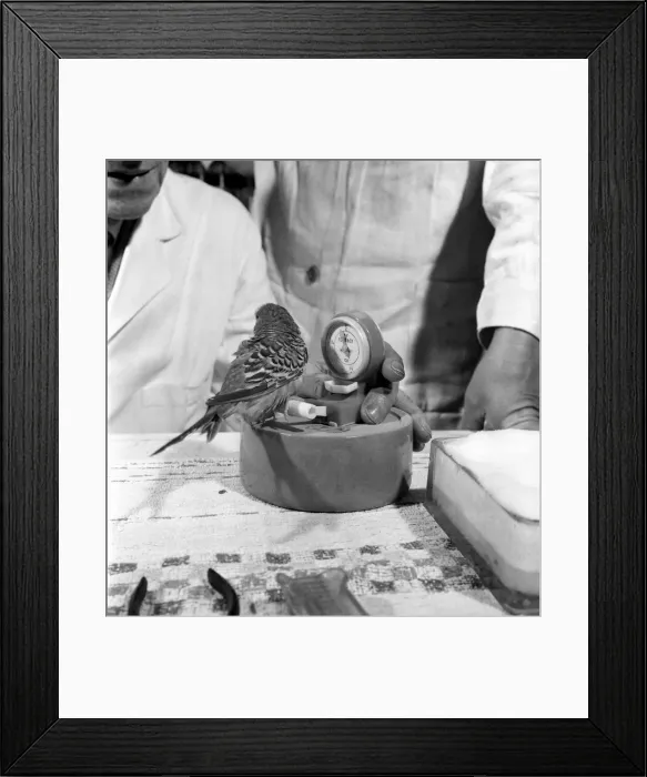 Framed Print : Budgerigar gets beauty treatment at a Slough pet store. March 1958 A684 Framed Print : Budgerigar gets beauty treatment at a Slough pet store. March 1958 A684
