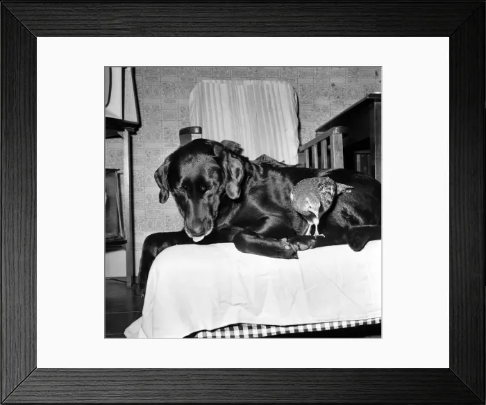 Framed Print : Animal: Friendship: Partridge and labrador. November 1963 A988-007