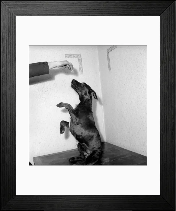 Framed Print : Dog begging for treat. 1954 A1a Framed Print : Dog begging for treat. 1954 A1a