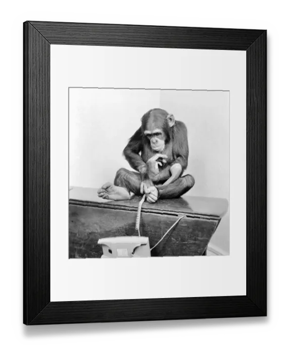 Framed Print : Animals: Chimpanzees: Chimps with telephones. May 1986 86-2531-004 Framed Print : Animals: Chimpanzees: Chimps with telephones. May 1986 86-2531-004