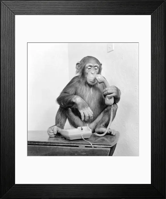 Framed Print : Animals: Chimpanzees: Chimps with telephones. May 1986 86-2531-005 Framed Print : Animals: Chimpanzees: Chimps with telephones. May 1986 86-2531-005