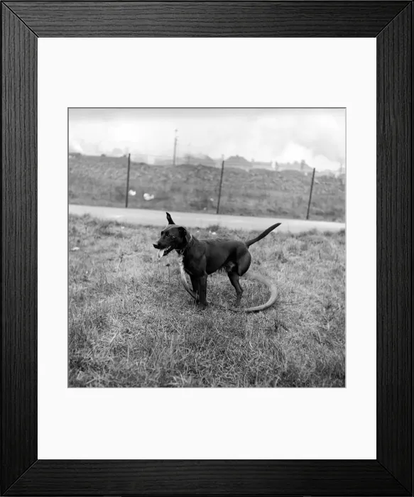Framed Print : Three legged dog. 1954 A1e