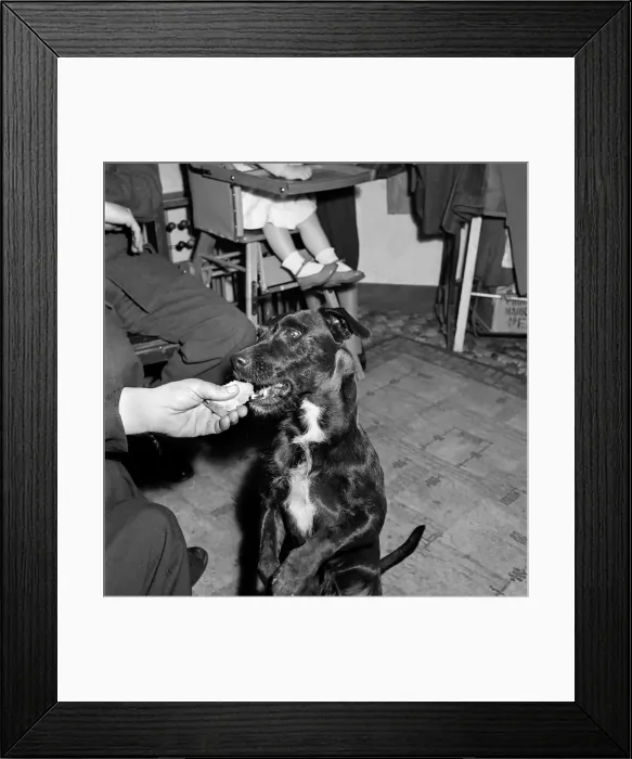 Framed Print : Dog begging for treat. 1950 A1c Framed Print : Dog begging for treat. 1950 A1c