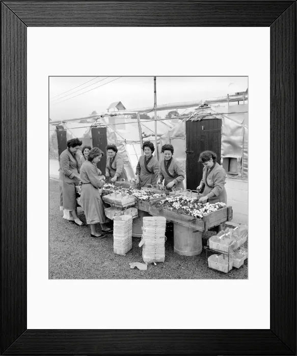 Framed Print : Women mushroom pickers. circa 1963 Framed Print : Women mushroom pickers. circa 1963