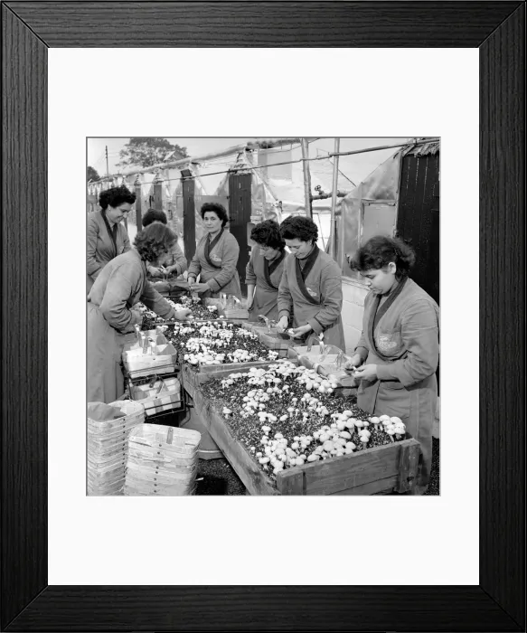 Framed Print : Women mushroom pickers. circa 1963 Framed Print : Women mushroom pickers. circa 1963