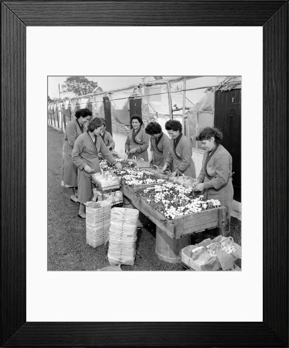 Framed Print : Women mushroom pickers. circa 1963
