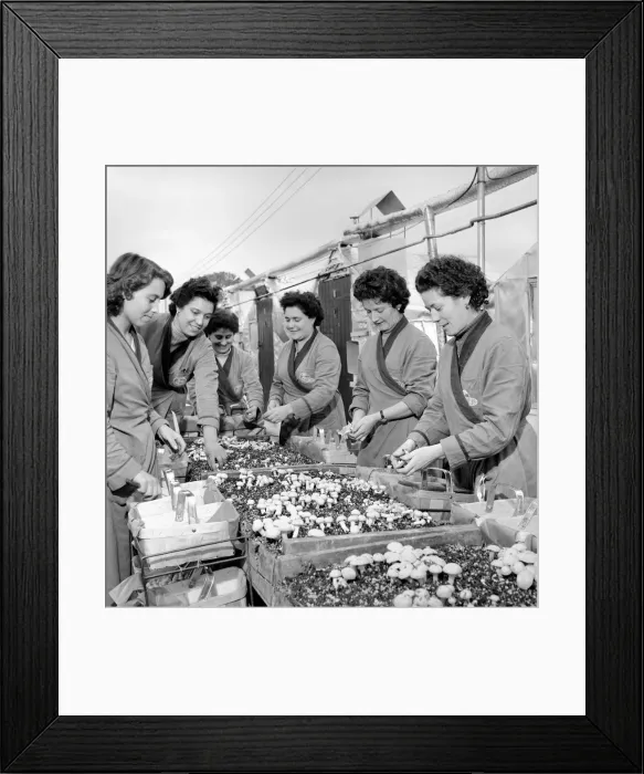 Framed Print : Women mushroom pickers. circa 1963