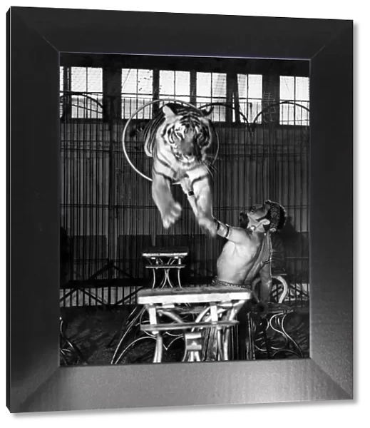 Animals - Tigers 1940 s: The hoop trick which is a good example of a tiger