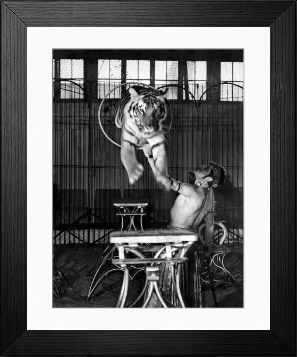 Framed Print : Animals - Tigers 1940 s: The hoop trick which is a good example of a tiger