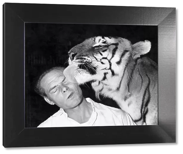 Jungle-bred, killer tiger Khan licks the face of his trainer, Alex Kerr