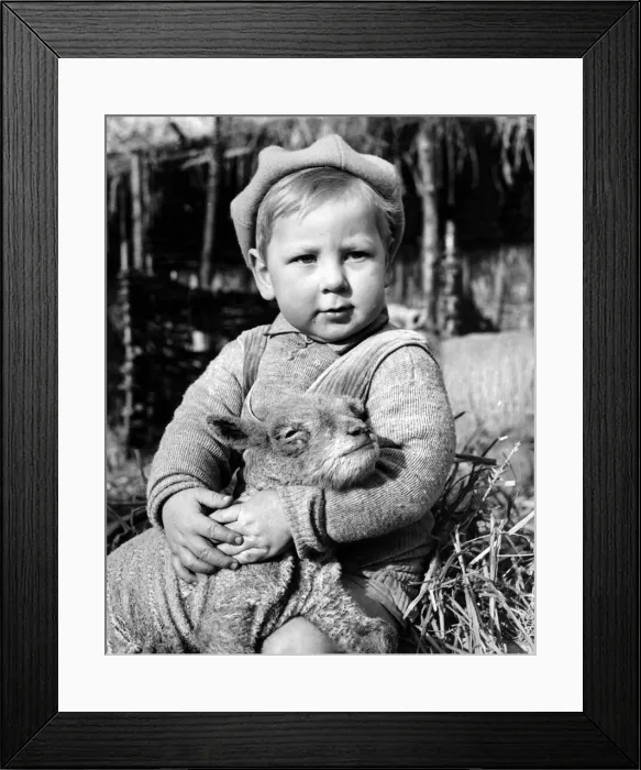 Framed Print : Jimmy will make a good shepherd, the lambs are quite at home with him Framed Print : Jimmy will make a good shepherd, the lambs are quite at home with him