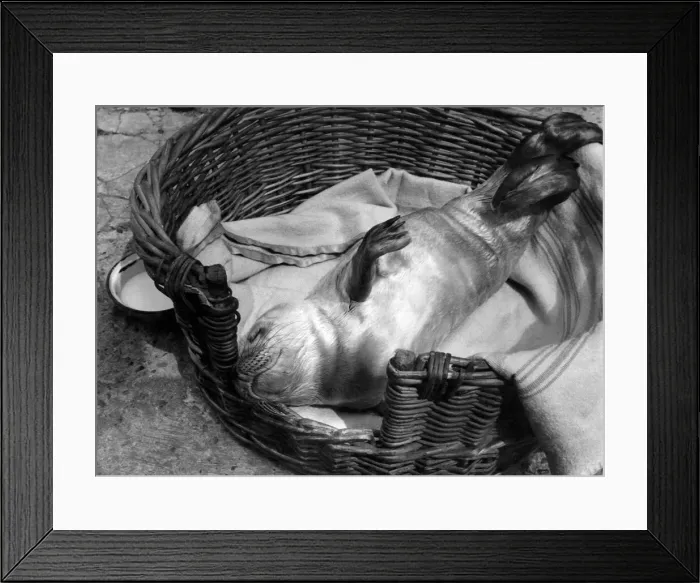 Framed Print : Sinbad sleeps peacefully in his basket. For his sake don Framed Print : Sinbad sleeps peacefully in his basket. For his sake don