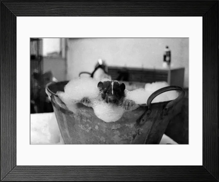 Framed Print : Surprising to see a skunk having a bath. But, of course Framed Print : Surprising to see a skunk having a bath. But, of course