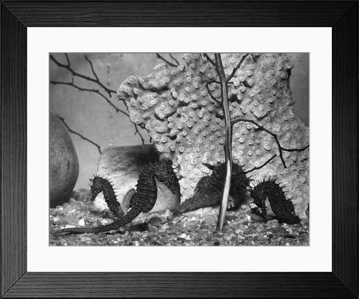 Framed Print : Newly arrived sea horses at the Belle Vue aquarium. August 1948 P008356 Framed Print : Newly arrived sea horses at the Belle Vue aquarium. August 1948 P008356