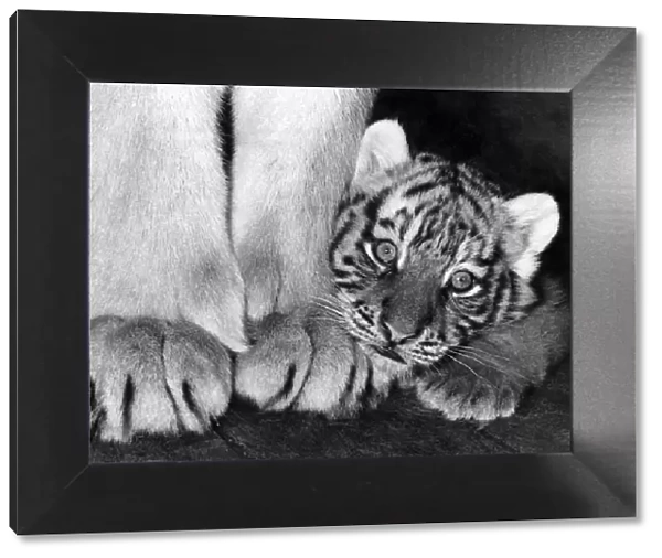 Animals - Tiger: Its a great big World. May 1977 P000735