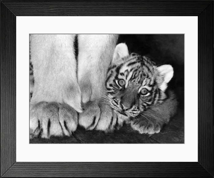 Framed Print : Animals - Tiger: Its a great big World. May 1977 P000735 Framed Print : Animals - Tiger: Its a great big World. May 1977 P000735