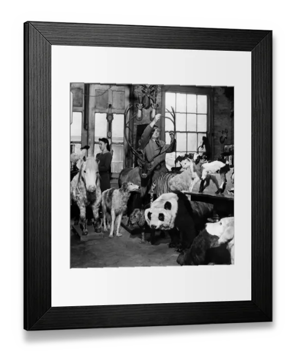 Framed Print : A preview of Xmas displays: Many reindeer are being prepared in a taxidermist Framed Print : A preview of Xmas displays: Many reindeer are being prepared in a taxidermist