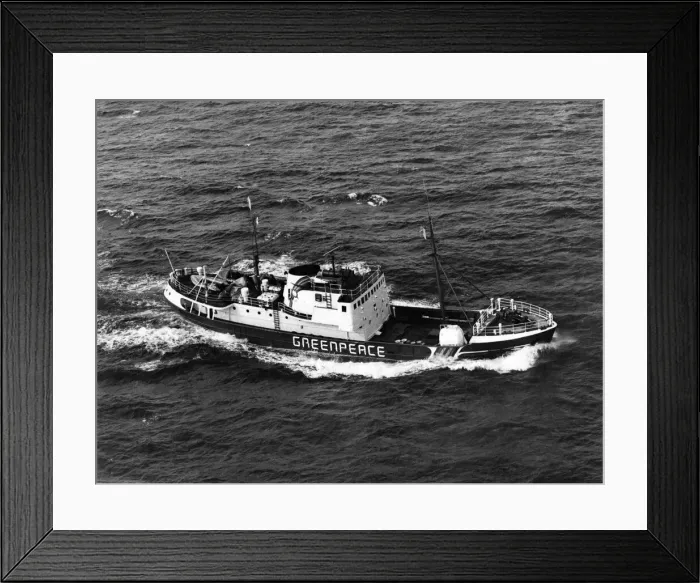 Framed Print : Greenpeace'- Seal culling protest: The Greenpeace ship the Rainbow warrior Framed Print : Greenpeace'- Seal culling protest: The Greenpeace ship the Rainbow warrior