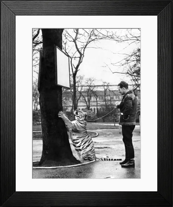 Framed Print : Animals - Tigers: January 1957 P000730 Framed Print : Animals - Tigers: January 1957 P000730