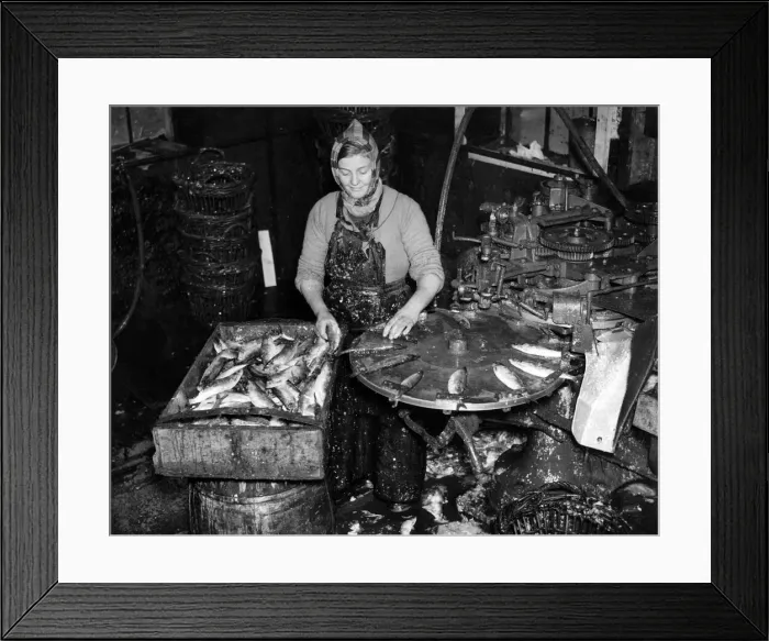 Framed Print : Fishing industries: Herrings. fisherwoman mounting herrings on a machine in a Cannery Framed Print : Fishing industries: Herrings. fisherwoman mounting herrings on a machine in a Cannery