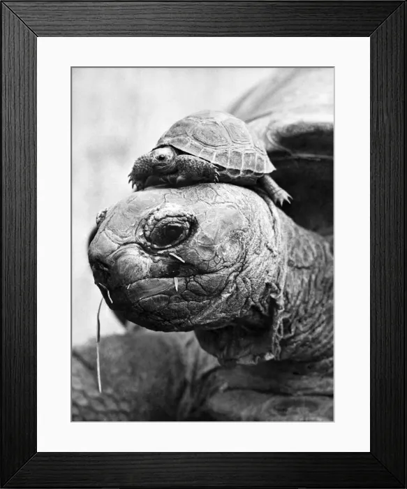 Framed Print : Tich the Hitch! Tich the tortoise isn t big enough yet to make his own way in Framed Print : Tich the Hitch! Tich the tortoise isn t big enough yet to make his own way in