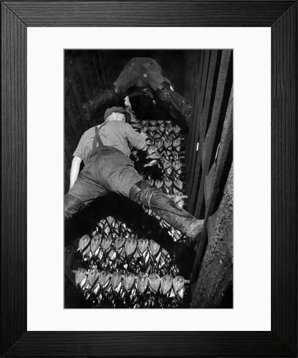 Framed Print : Fishing Industry: Herrings. Here are the famous Yarmouth Kippers ready to be smoked