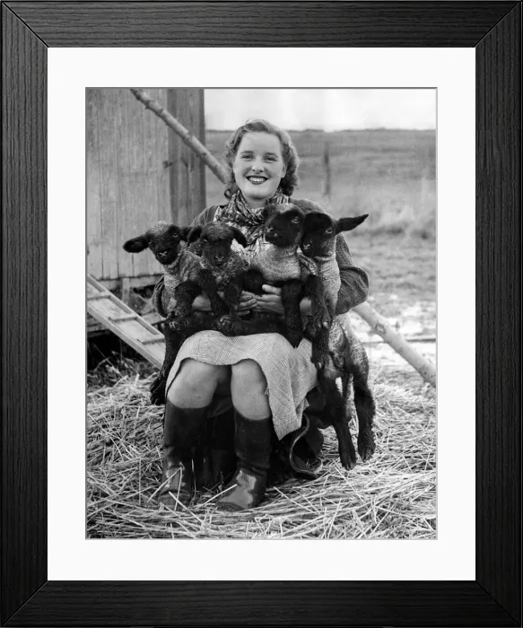 Framed Print : Animals: Sheep and Lambs. November 1949 P000746 Framed Print : Animals: Sheep and Lambs. November 1949 P000746