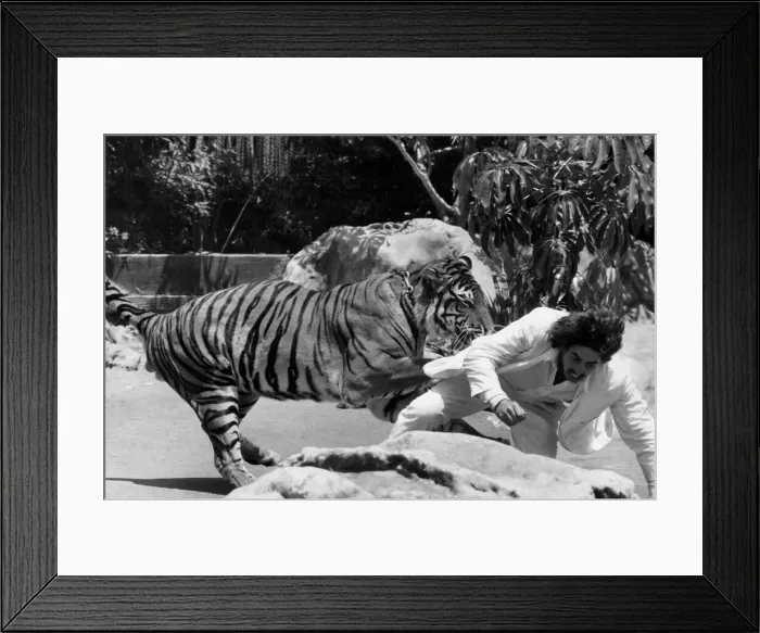 Framed Print : I ve got a tiger on my tail: Clasped in the paws of a Bengal tiger Framed Print : I ve got a tiger on my tail: Clasped in the paws of a Bengal tiger