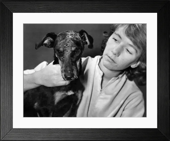 Framed Print : Animals-Vet. Services: Bullitt, the dog who wouldnet die Framed Print : Animals-Vet. Services: Bullitt, the dog who wouldnet die
