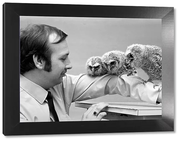 Three young baby owls perched on the arm of RSPCA officer David Barnes. May 1975
