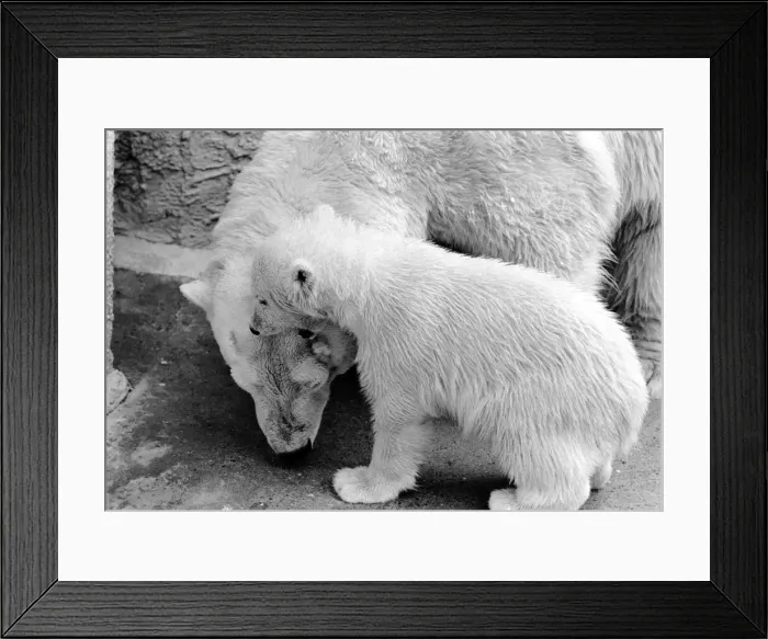 Framed Print : Four month old polar bear cub Janina and mother Nina at Bristol zoo. May 1975