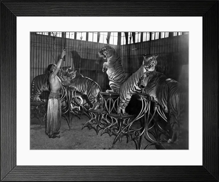 Framed Print : Animals - Tigers 1940 s: The high-light of the show Framed Print : Animals - Tigers 1940 s: The high-light of the show