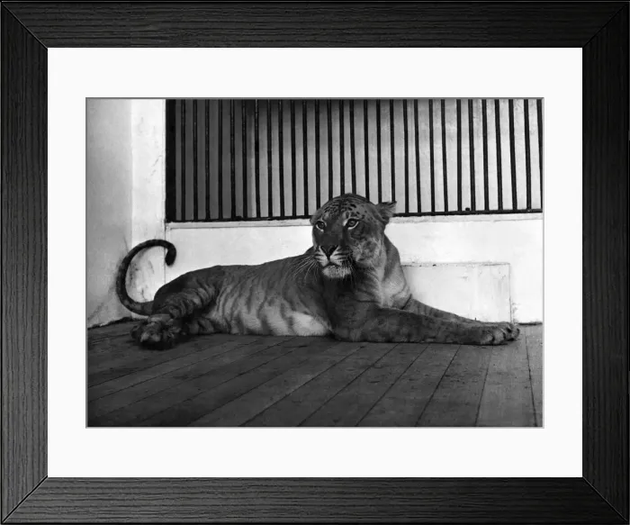 Framed Print : Stripe-tease! Just because shes a cross between a tiger