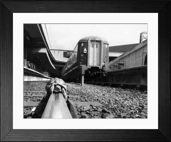 Framed Print : The ton-up tortoise. Macwattie became the fastest tortoise in Britain on Monday (6-5-74