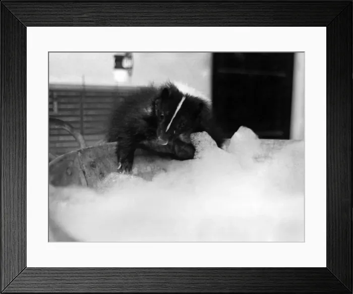 Framed Print : Surprising to see a skunk having a bath but, of course, this one is preparing for her Framed Print : Surprising to see a skunk having a bath but, of course, this one is preparing for her