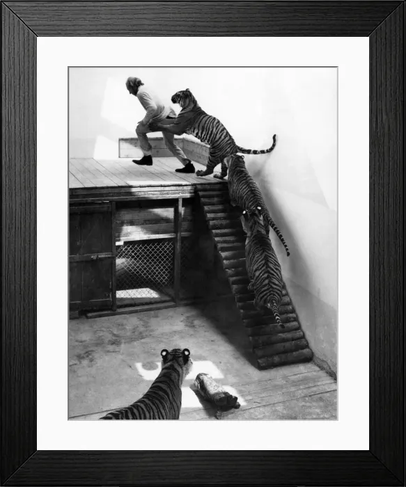 Framed Print : Mr. John Aspinall and tigers at Howletts Zoo. July 1971 Framed Print : Mr. John Aspinall and tigers at Howletts Zoo. July 1971