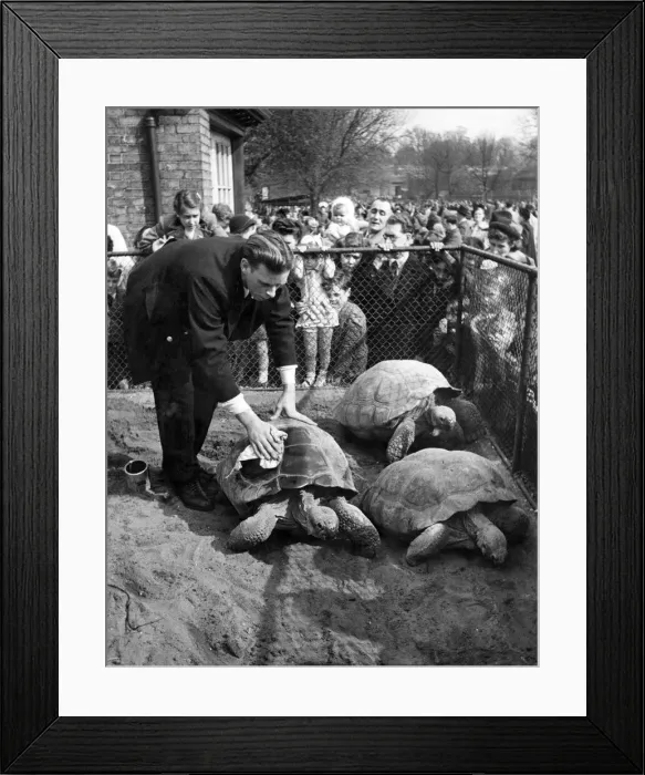 Framed Print : The Tortoises have a spring clean. Its spring and that means a spring-cleaning for Framed Print : The Tortoises have a spring clean. Its spring and that means a spring-cleaning for