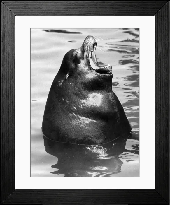 Framed Print : Majors seal of Disapproval: Major the sea lion makes his feelings pretty clear as he Framed Print : Majors seal of Disapproval: Major the sea lion makes his feelings pretty clear as he