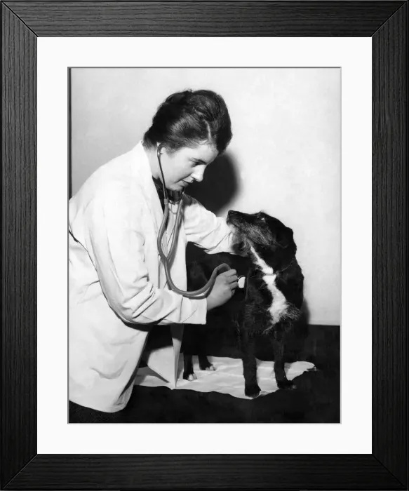Framed Print : Alexandras A Model Patient: Meet eight-year-old Alexandra the Mongrel - Britain Framed Print : Alexandras A Model Patient: Meet eight-year-old Alexandra the Mongrel - Britain