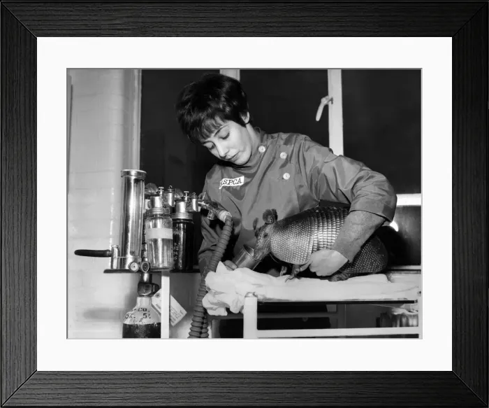 Framed Print : Armour-Plated Patient: Albert the armour-plated armadillo was in poor shape when he flew