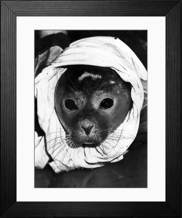 Framed Print : Seeking a name for an orphan of the sea she has the reproachful eyes of a baby who has