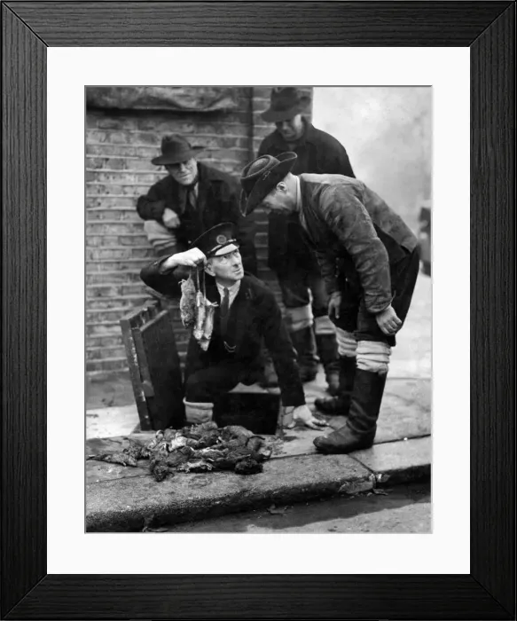 Framed Print : War on the rats Dean December 20th 1943: The rat war is now in full swing Framed Print : War on the rats Dean December 20th 1943: The rat war is now in full swing