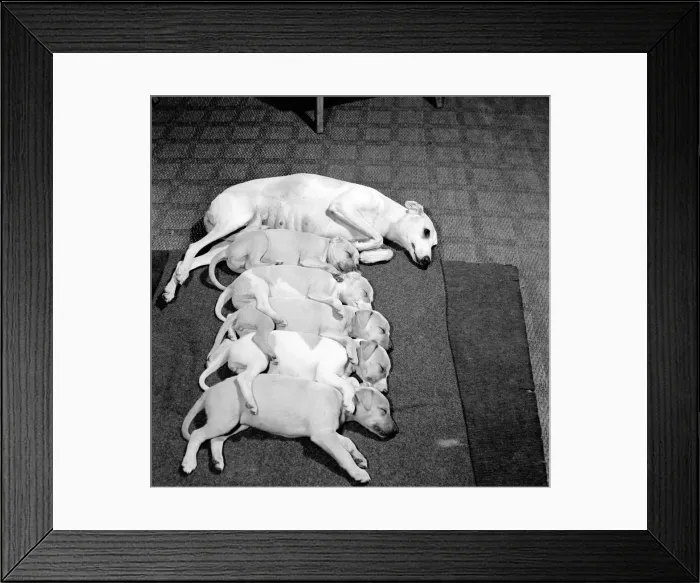Framed Print : Whippet bitch seen here with her pups. October 1960 Framed Print : Whippet bitch seen here with her pups. October 1960