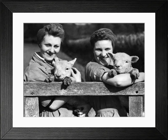 Framed Print : Animals: Spring Lambs. April 1942 P000744 Framed Print : Animals: Spring Lambs. April 1942 P000744