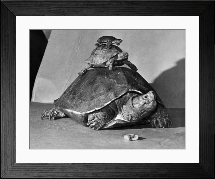 Framed Print : Hey, get off my Back: No, this isn t one of the newest circus animal acts caught