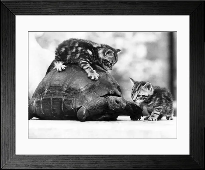 Framed Print : Tortoises: Cats strike lightning. Quick as flash, two kittens pounce on a new playmate Framed Print : Tortoises: Cats strike lightning. Quick as flash, two kittens pounce on a new playmate